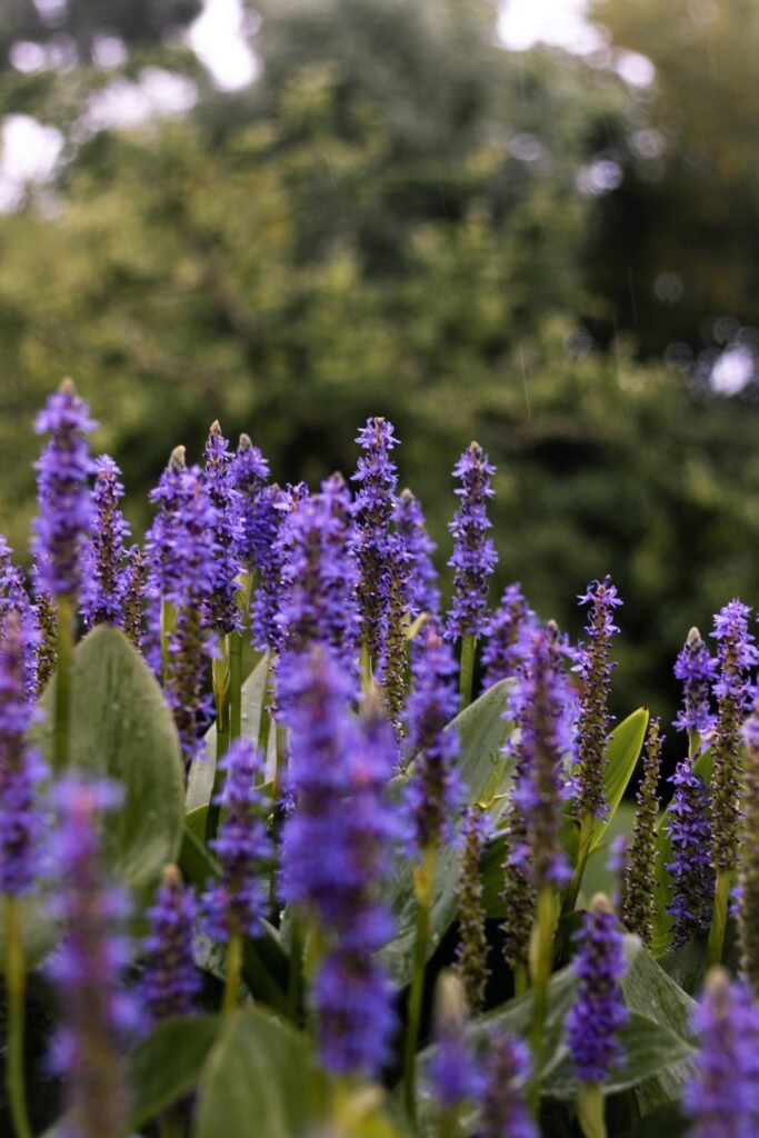 vertical shot closeup of english lavender