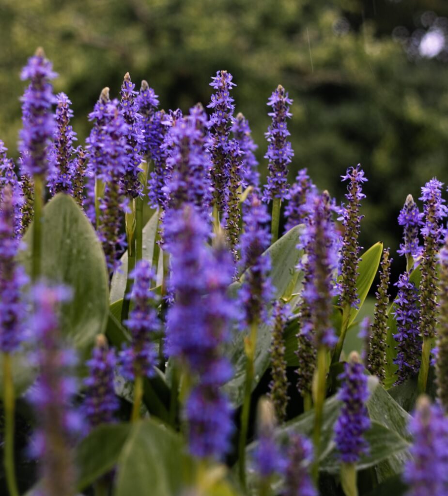 vertical shot closeup of english lavender