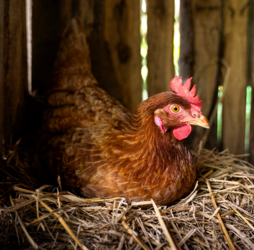 Home screenshot 2026 03 10 at 08.16.06