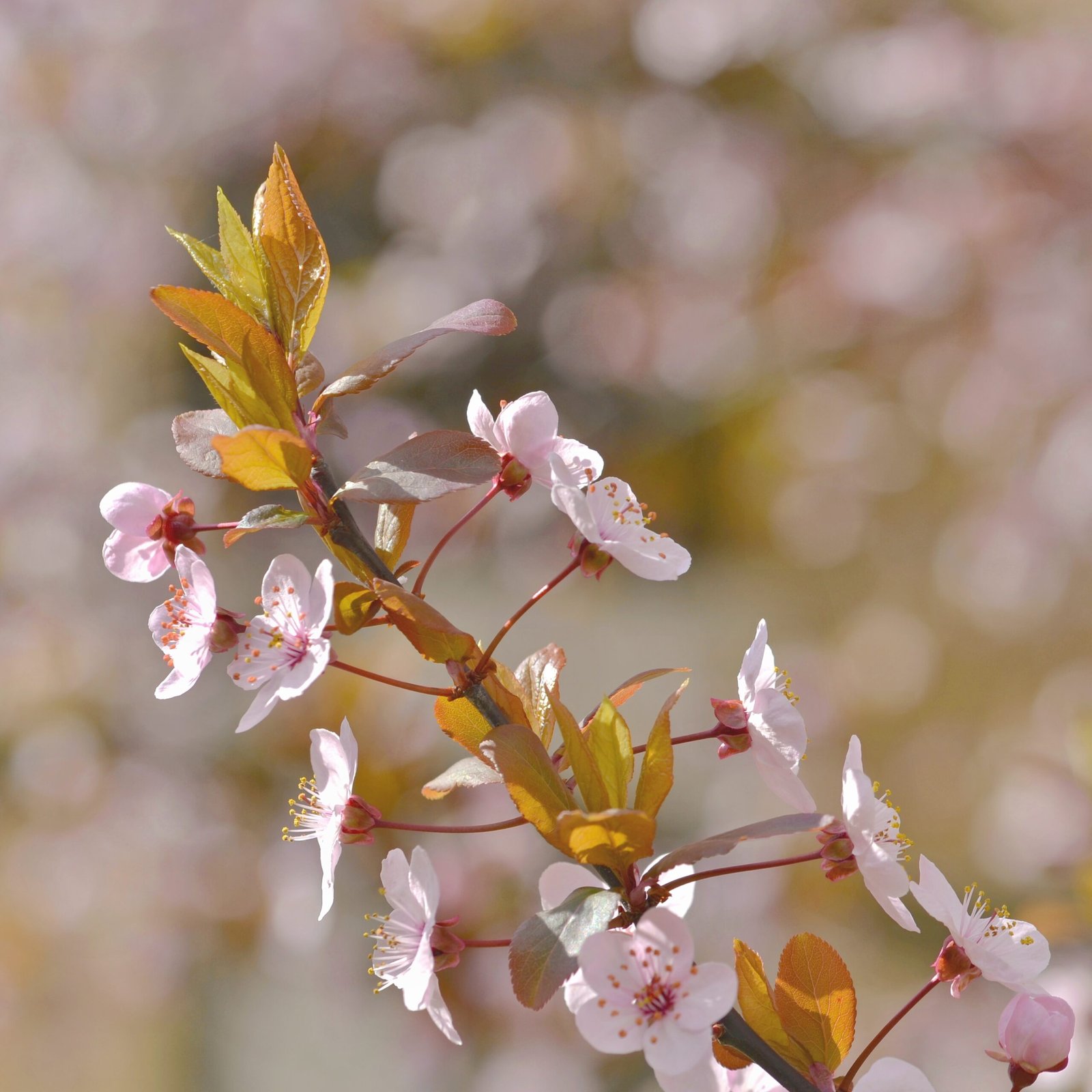 Home blooming branch apple tree